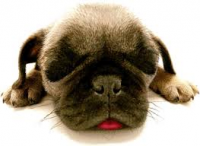 /album/losmejoresvideos-webnode-net/perro-mono-png/